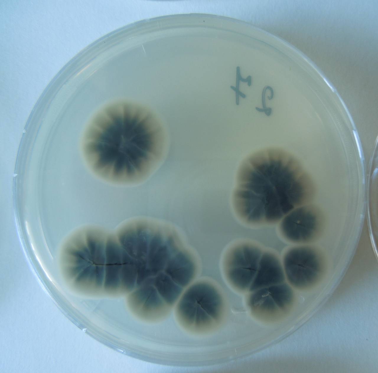 MSU_FS-02550 01, Район Ша Тай (Sa Thầy district), Kon Tum province (Vietnam)