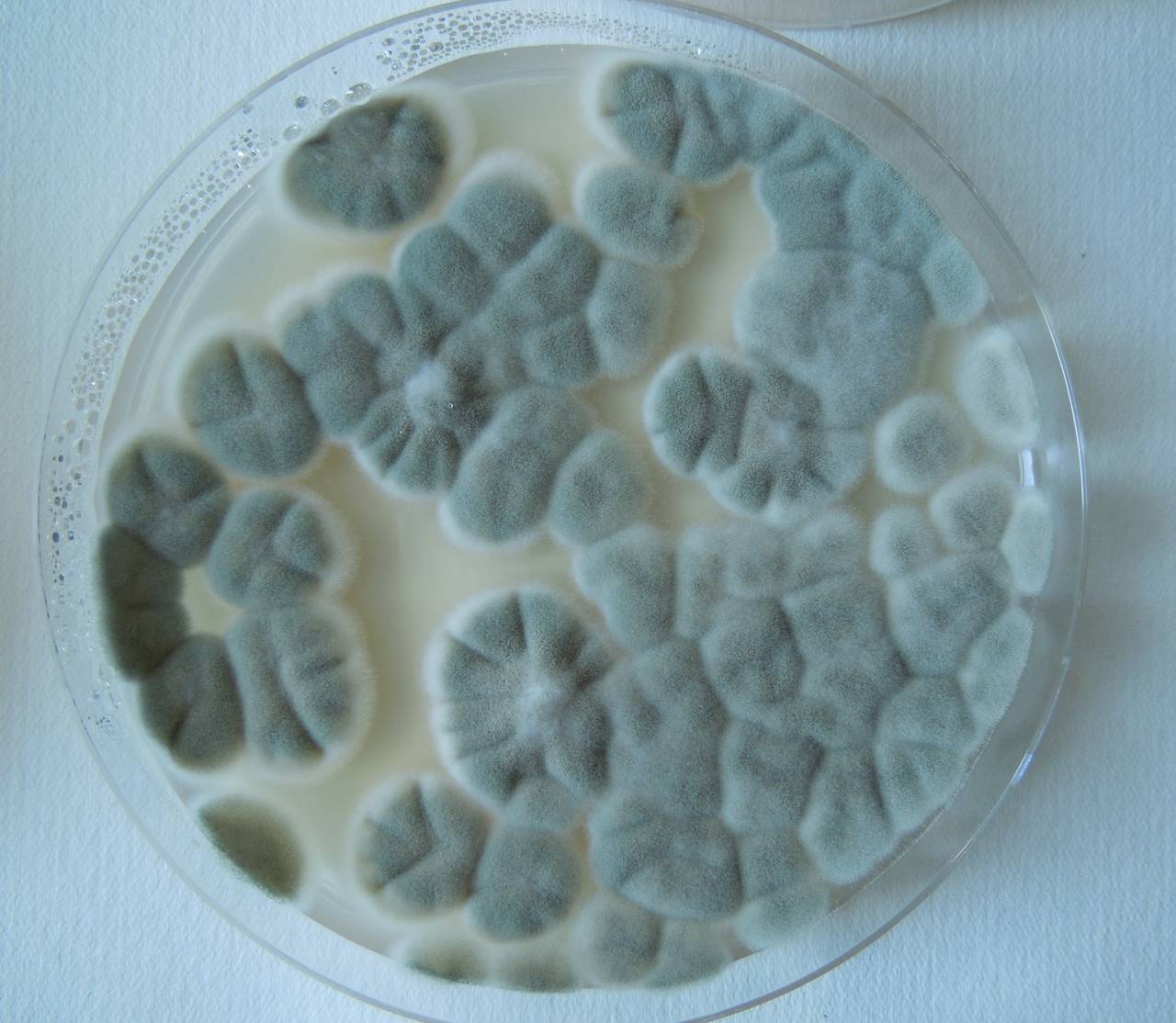 MSU_FS-02551 01, Район Кон Плонг (Kon Plông district), Kon Tum province (Vietnam)