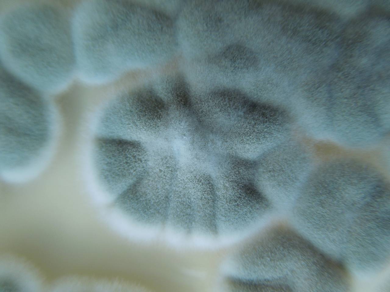 MSU_FS-02551 01, Район Кон Плонг (Kon Plông district), Kon Tum province (Vietnam)