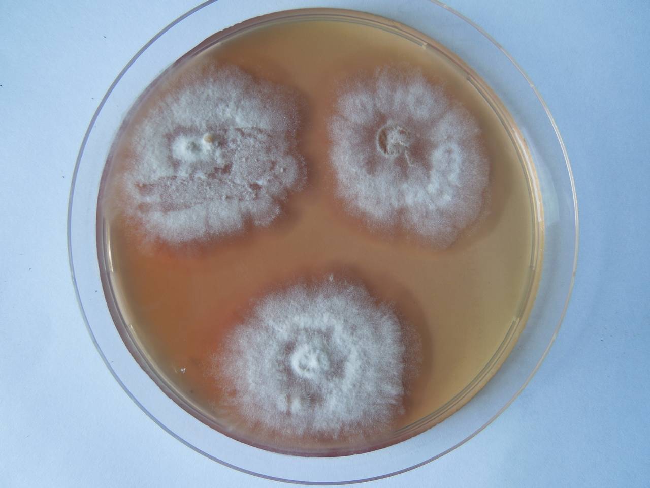 MSU_FS-02558 01, Район Ша Тай (Sa Thầy district), Kon Tum province (Vietnam)