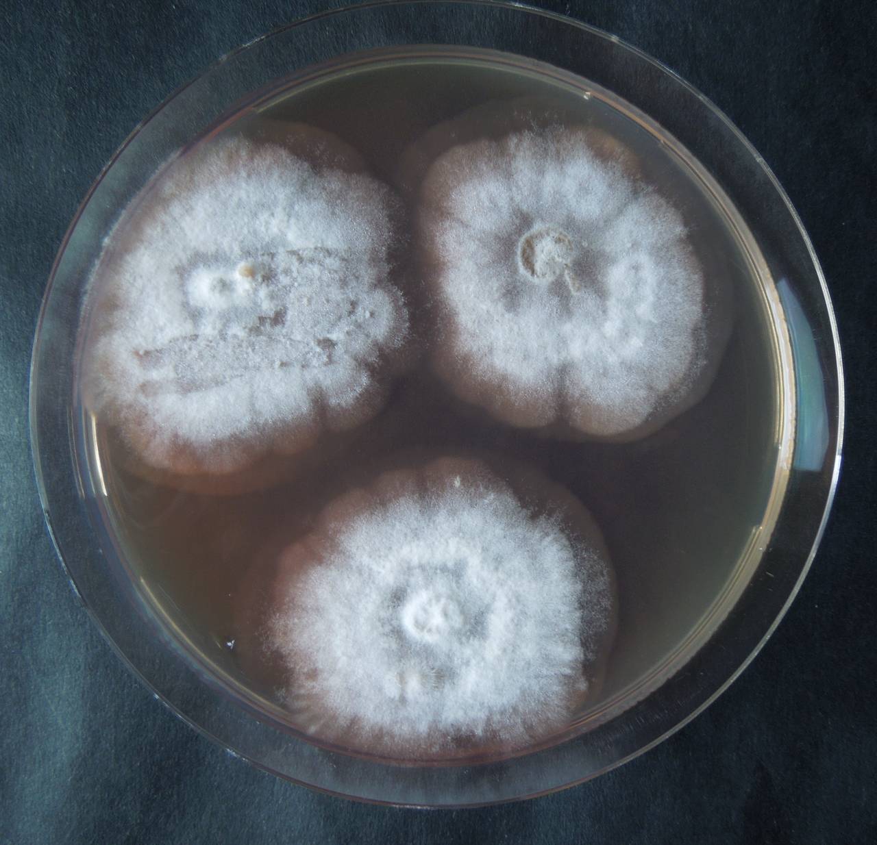 MSU_FS-02558 01, Район Ша Тай (Sa Thầy district), Kon Tum province (Vietnam)