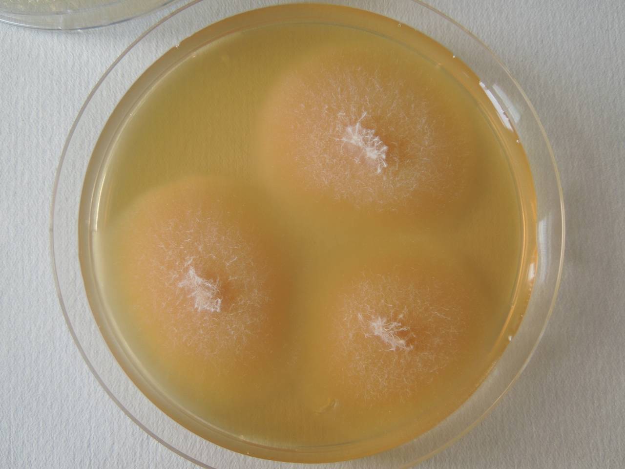 MSU_FS-02562 01, Район Кон Плонг (Kon Plông district), Kon Tum province (Vietnam)