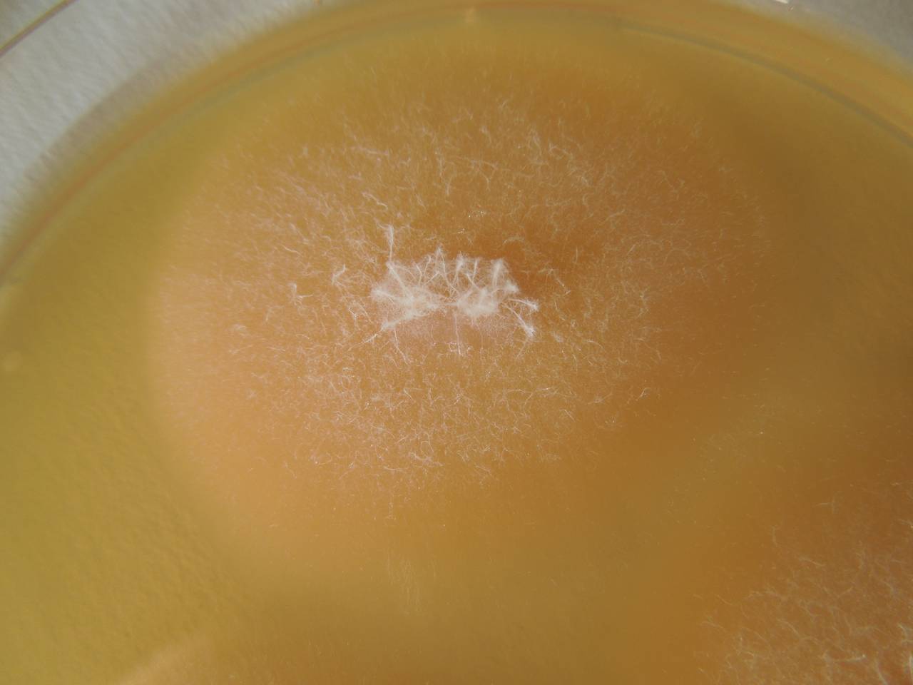 MSU_FS-02562 01, Район Кон Плонг (Kon Plông district), Kon Tum province (Vietnam)