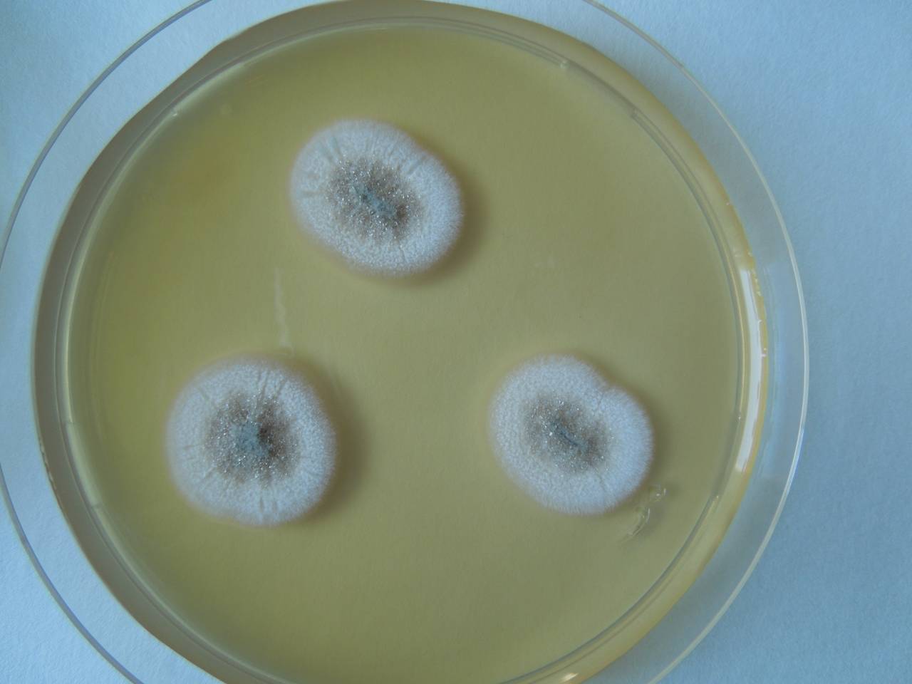 MSU_FS-02567 01, Район Ша Тай (Sa Thầy district), Kon Tum province (Vietnam)