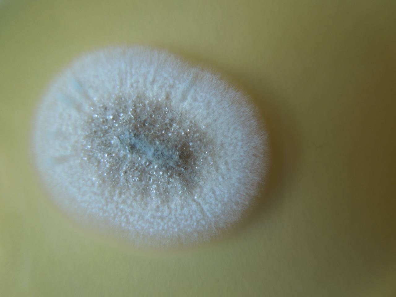 MSU_FS-02567 01, Район Ша Тай (Sa Thầy district), Kon Tum province (Vietnam)