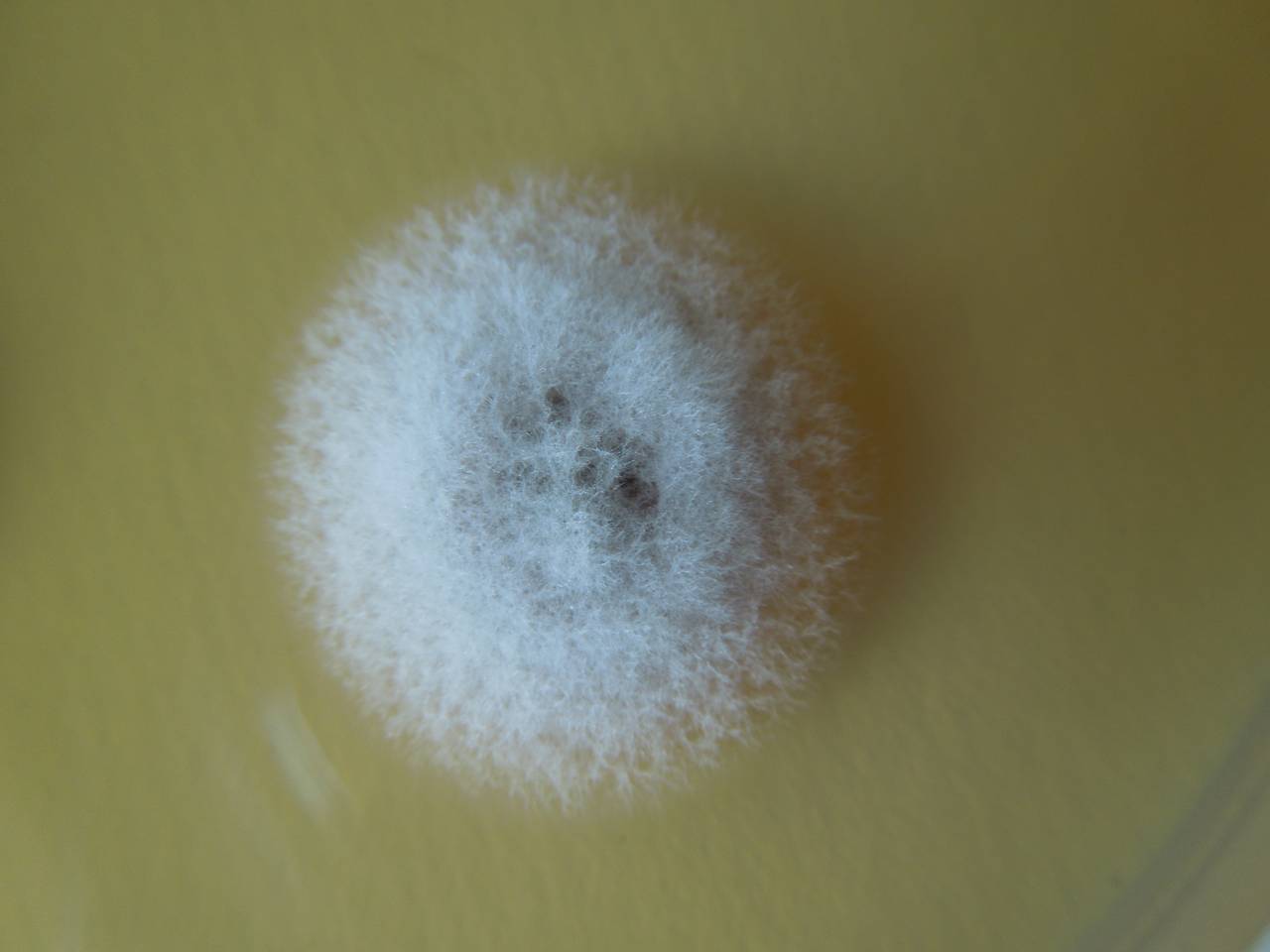 MSU_FS-02573 01, Район Кон Плонг (Kon Plông district), Kon Tum province (Vietnam)