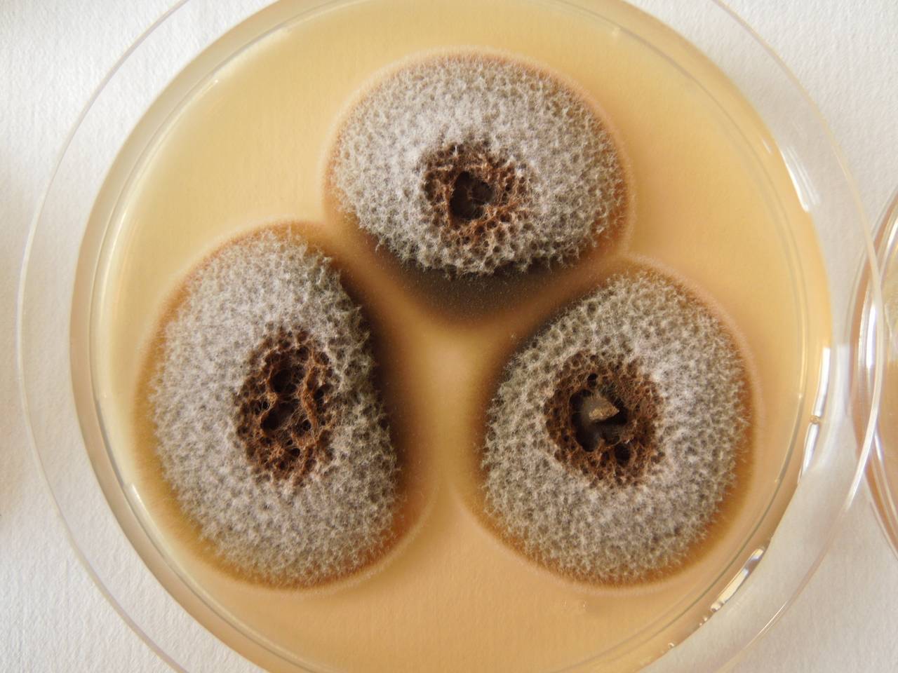 MSU_FS-02573 01, Район Кон Плонг (Kon Plông district), Kon Tum province (Vietnam)