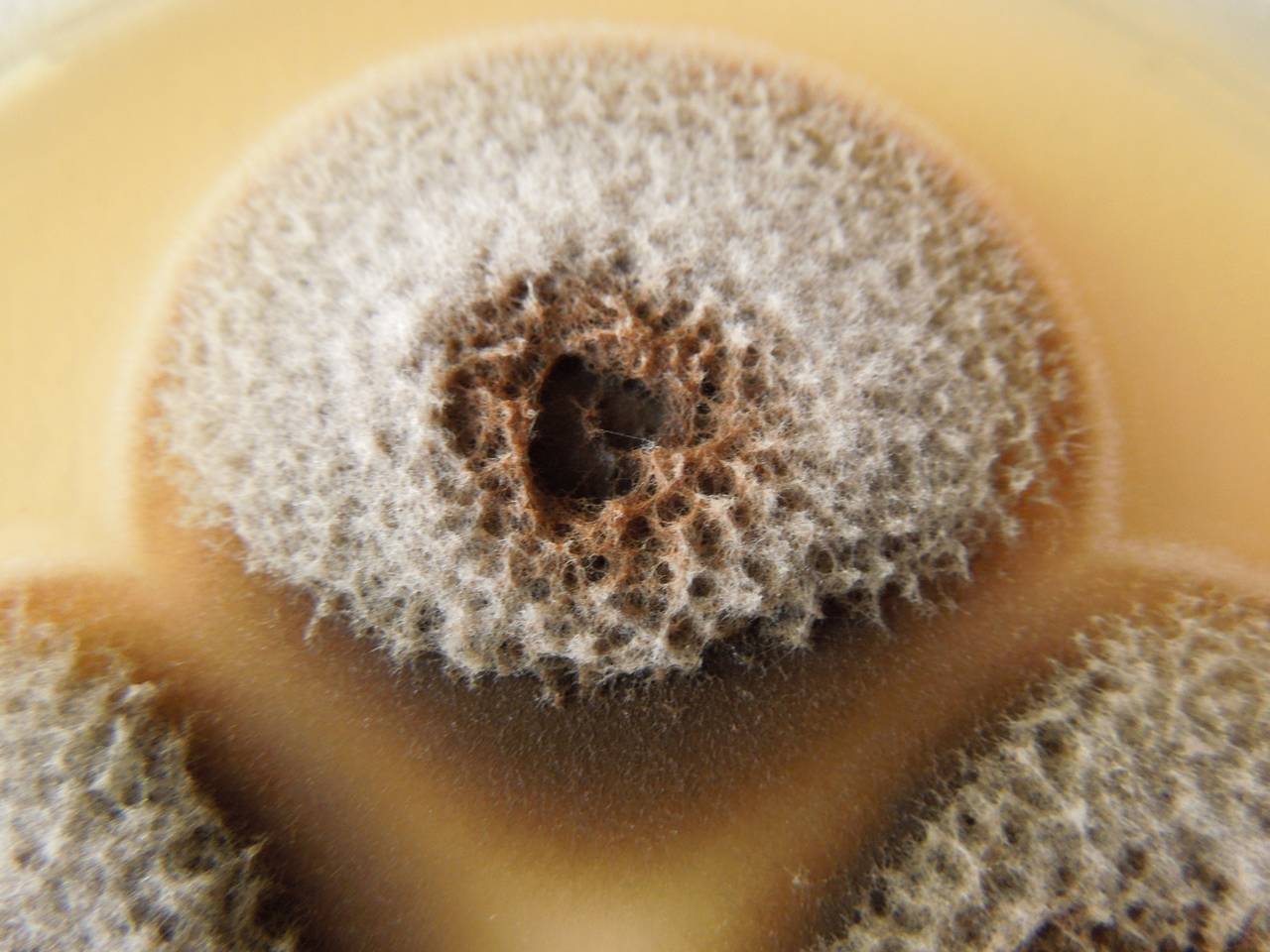 MSU_FS-02573 01, Район Кон Плонг (Kon Plông district), Kon Tum province (Vietnam)