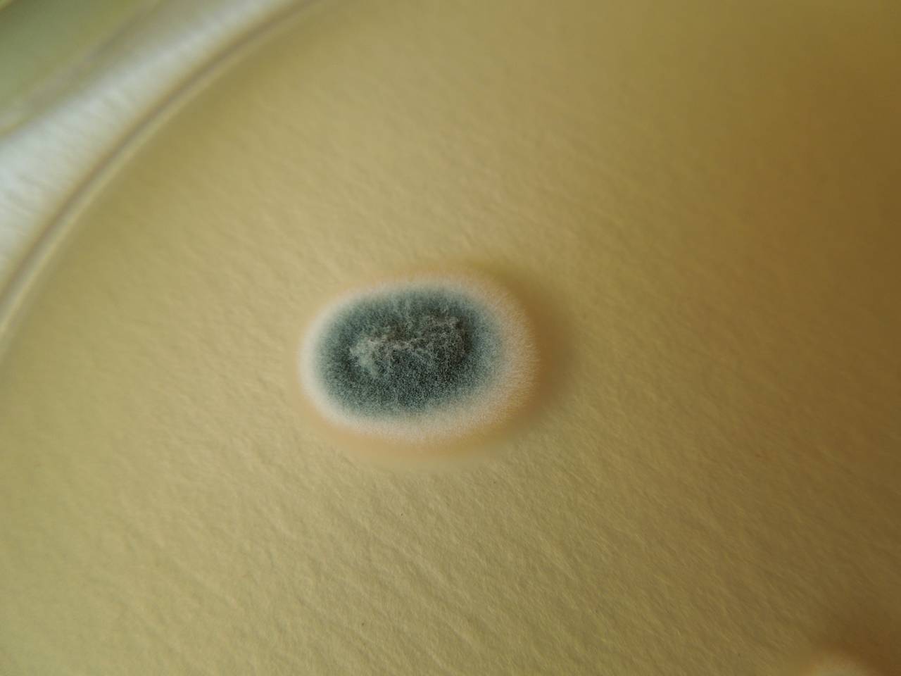 MSU_FS-02615 01, Район Кон Плонг (Kon Plông district), Kon Tum province (Vietnam)