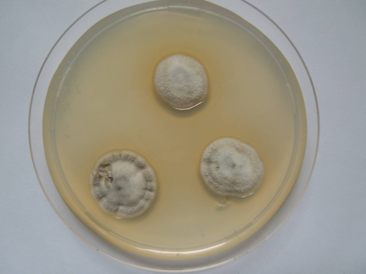 MSU_FS-02620 01, Район Кон Плонг (Kon Plông district), Kon Tum province (Vietnam)