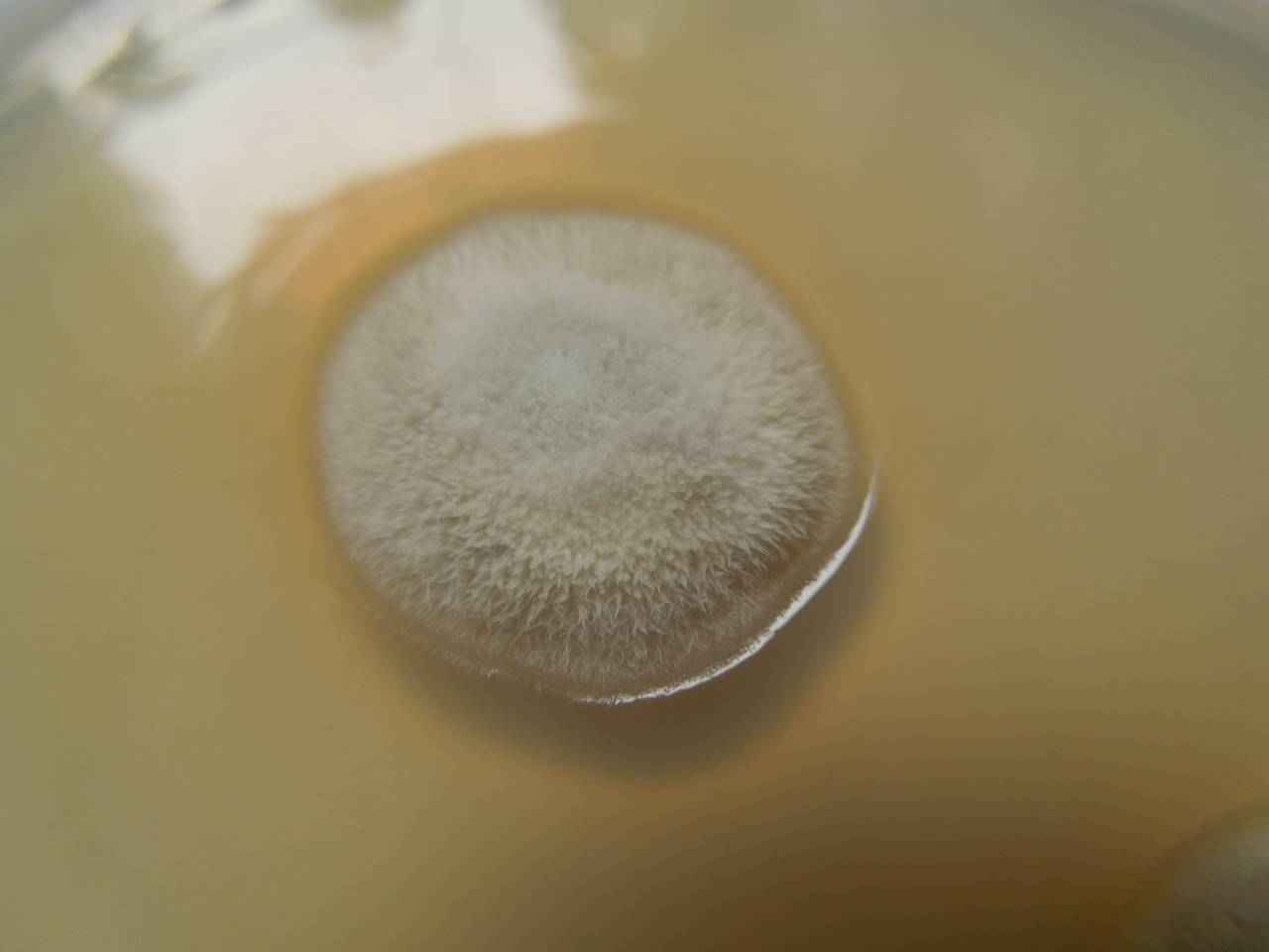 MSU_FS-02620 01, Район Кон Плонг (Kon Plông district), Kon Tum province (Vietnam)