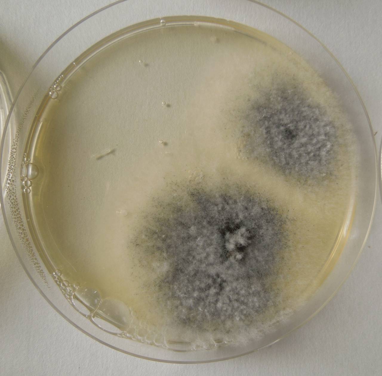 MSU_FS-02621 01, Район Кон Плонг (Kon Plông district), Kon Tum province (Vietnam)