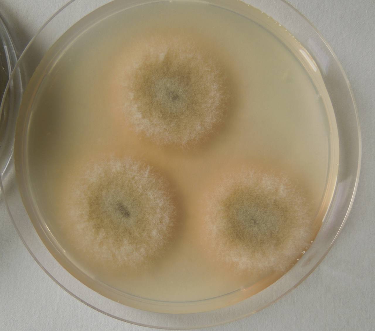 MSU_FS-02639 01, Район Кон Плонг (Kon Plông district), Kon Tum province (Vietnam)