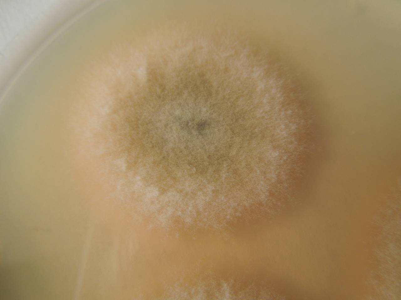 MSU_FS-02639 01, Район Кон Плонг (Kon Plông district), Kon Tum province (Vietnam)