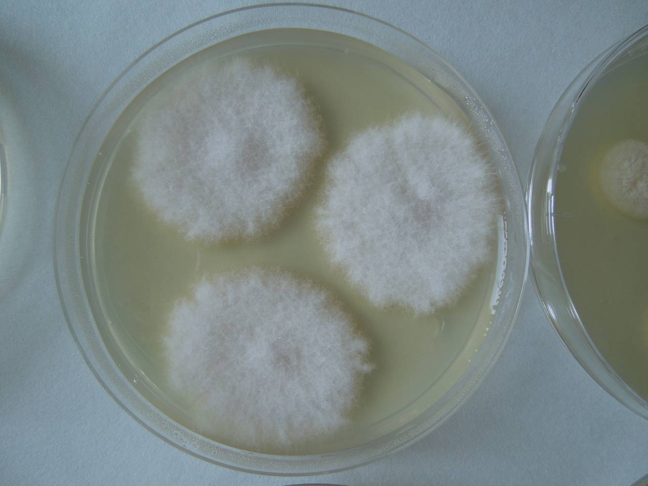 MSU_FS-02647 01, Район Ша Тай (Sa Thầy district), Kon Tum province (Vietnam)