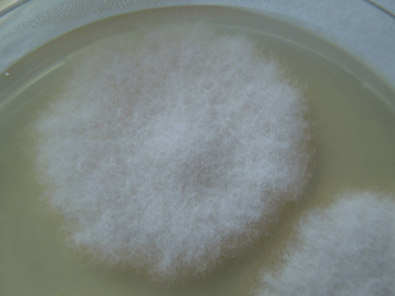 MSU_FS-02647 01, Район Ша Тай (Sa Thầy district), Kon Tum province (Vietnam)