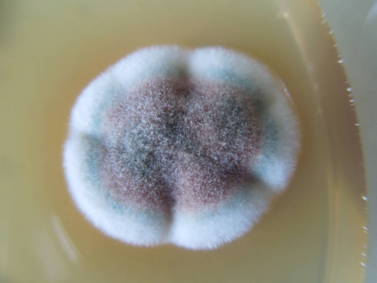 MSU_FS-02650 01, Район Ша Тай (Sa Thầy district), Kon Tum province (Vietnam)