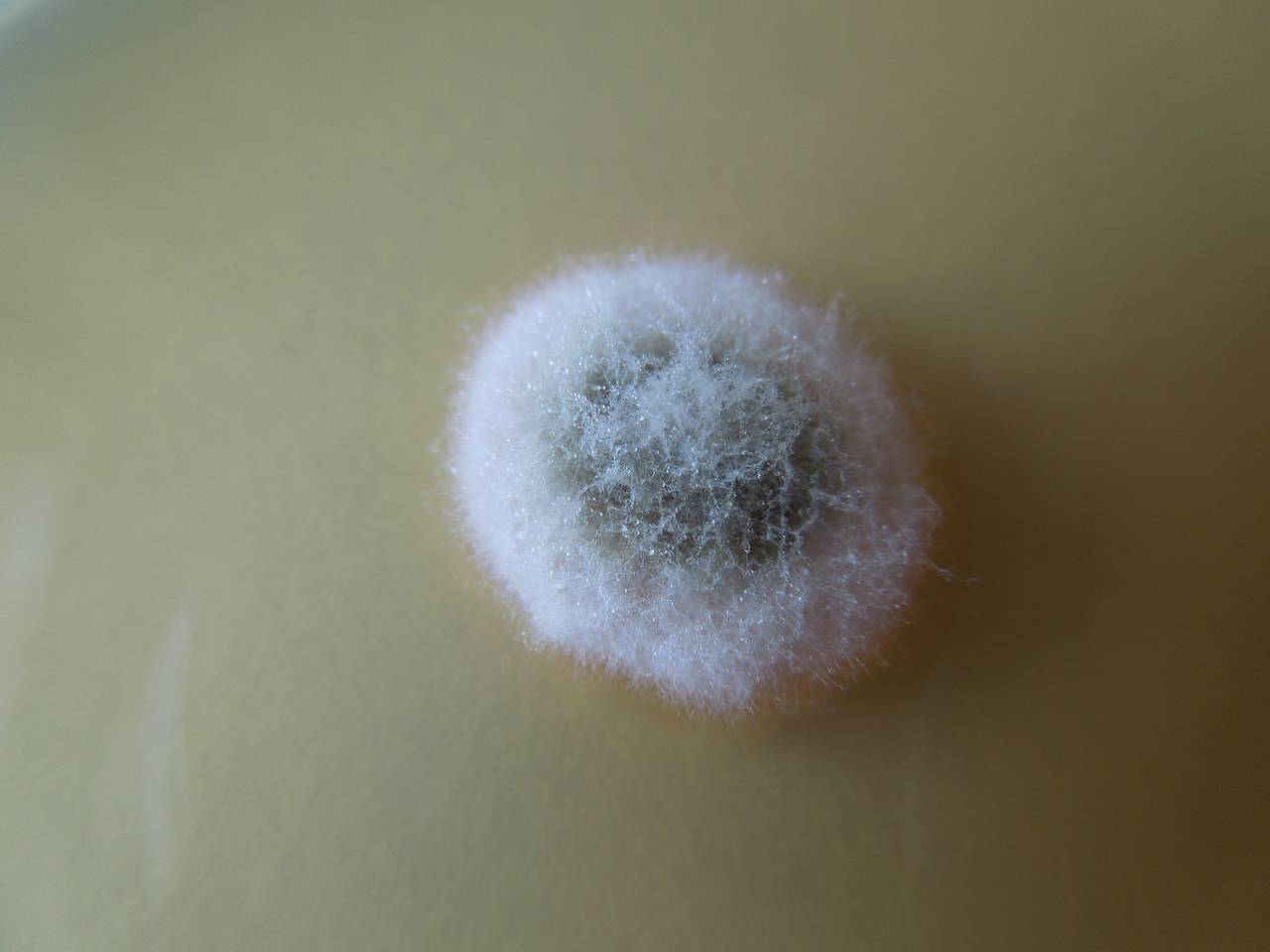 MSU_FS-02663 01, Район Ша Тай (Sa Thầy district), Kon Tum province (Vietnam)