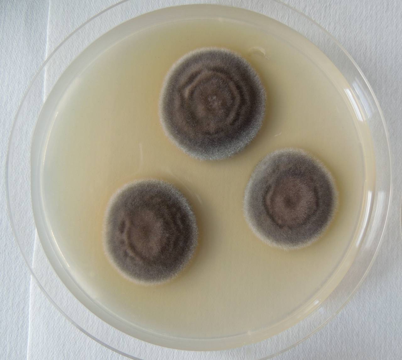 MSU_FS-02664 01, Район Ша Тай (Sa Thầy district), Kon Tum province (Vietnam)