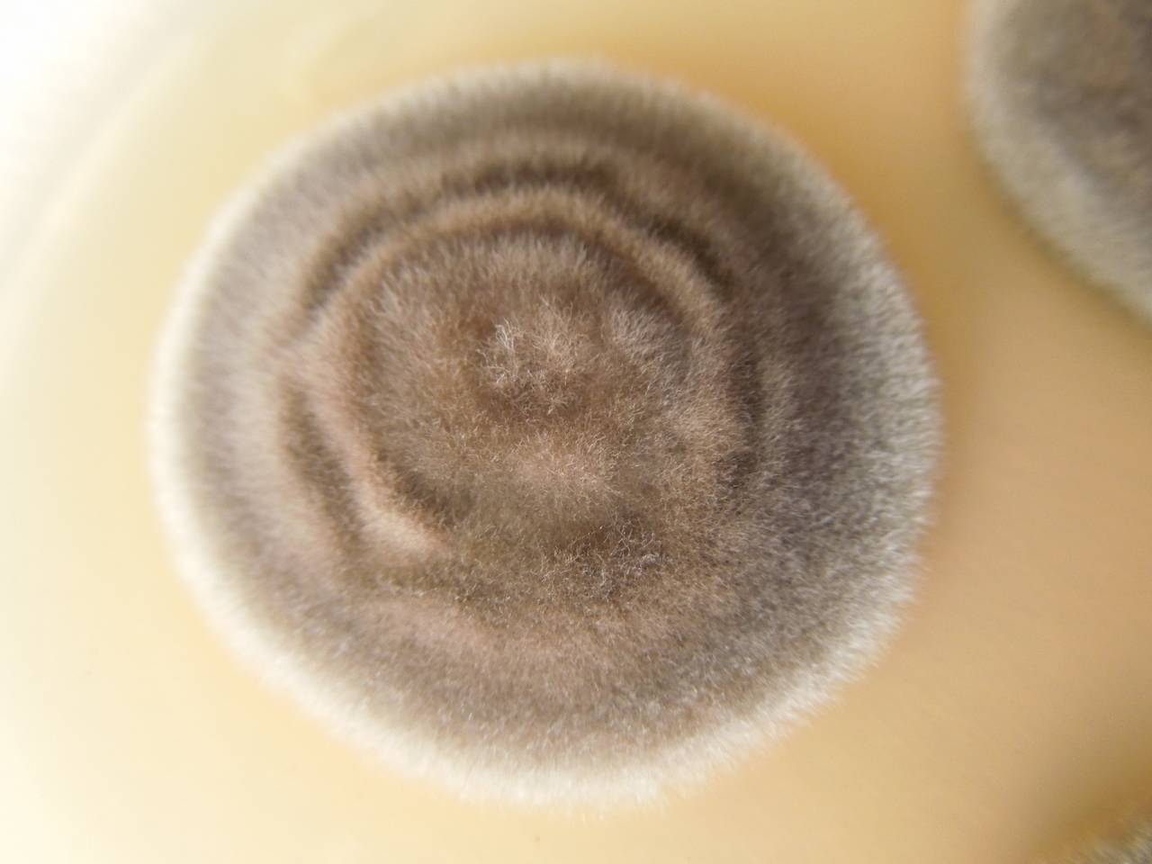 MSU_FS-02664 01, Район Ша Тай (Sa Thầy district), Kon Tum province (Vietnam)