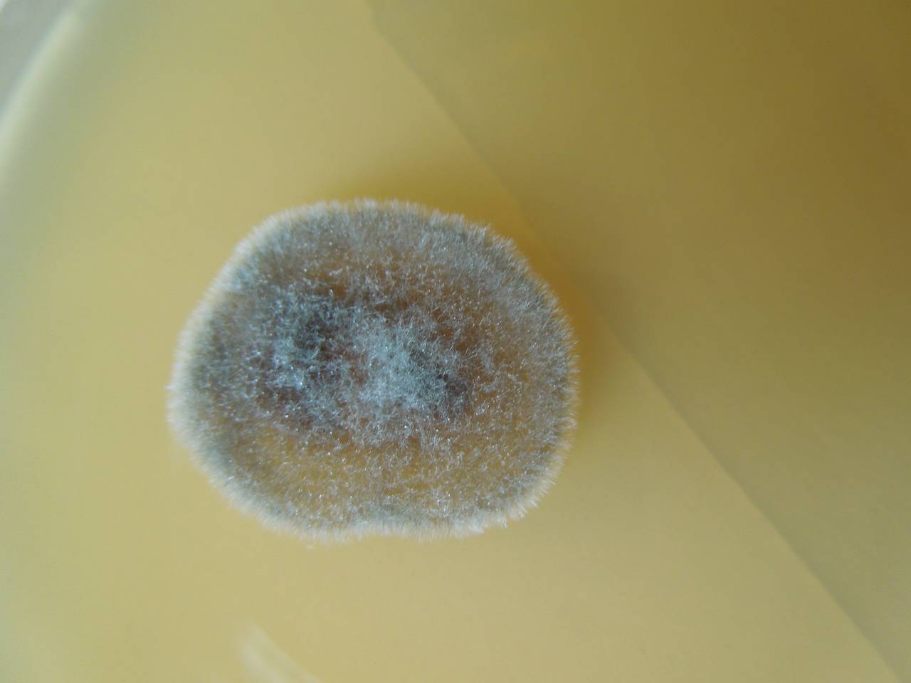 MSU_FS-02664 01, Район Ша Тай (Sa Thầy district), Kon Tum province (Vietnam)