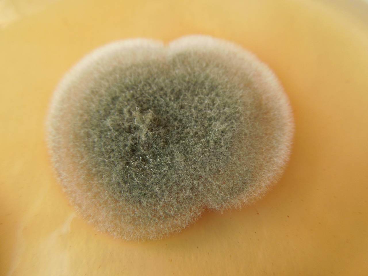 MSU_FS-02668 01, Район Ша Тай (Sa Thầy district), Kon Tum province (Vietnam)