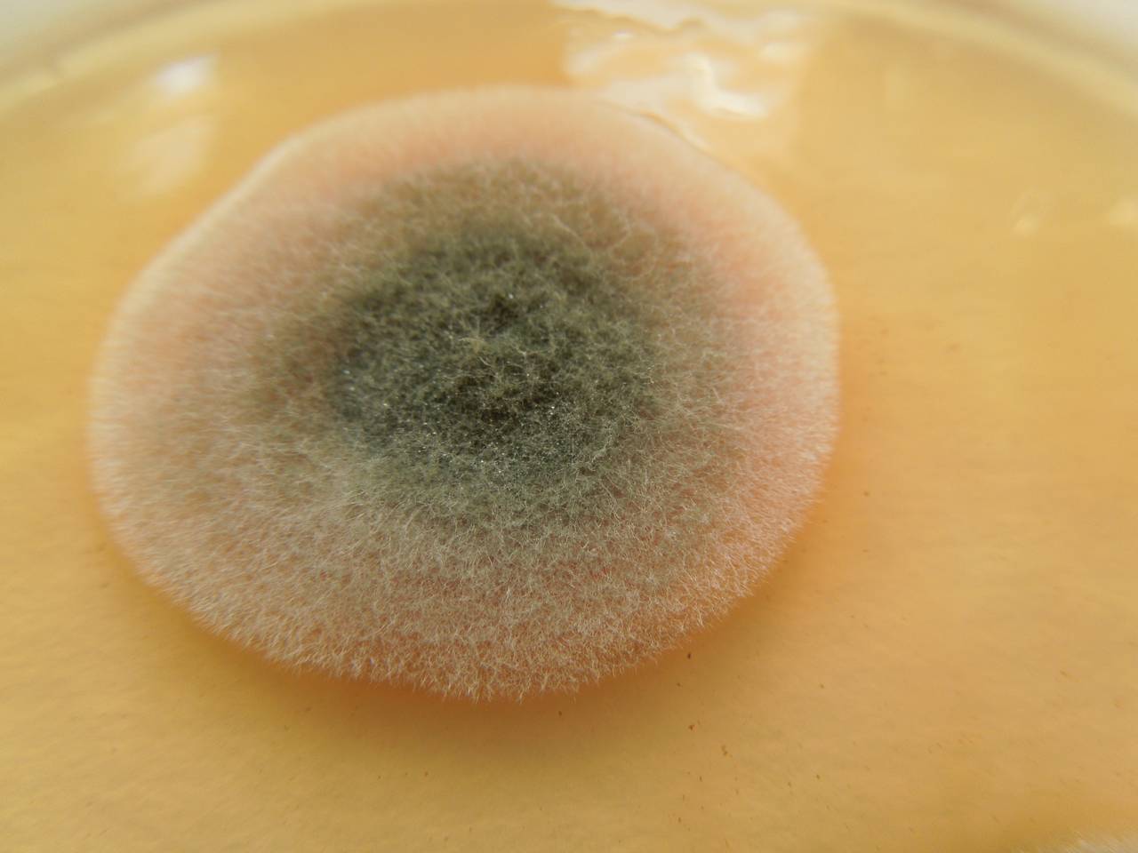 MSU_FS-02668 01, Район Ша Тай (Sa Thầy district), Kon Tum province (Vietnam)