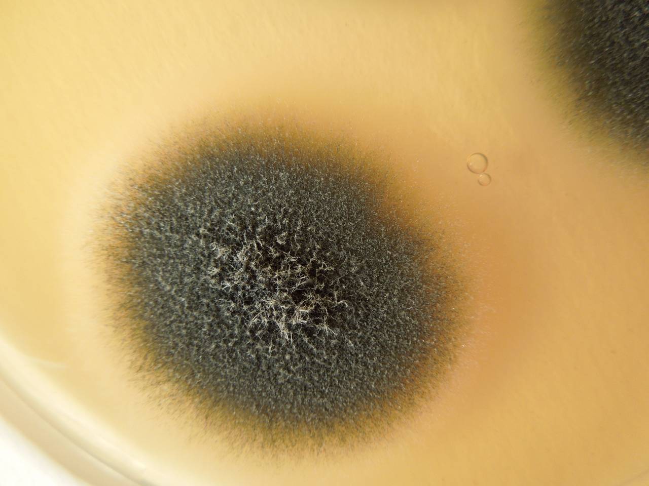 MSU_FS-02670 01, Район Ша Тай (Sa Thầy district), Kon Tum province (Vietnam)