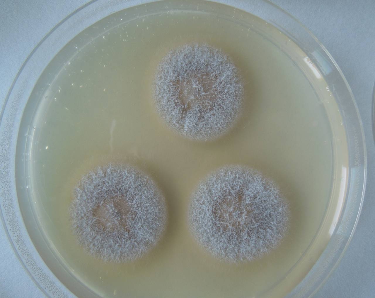 MSU_FS-02671 01, Район Кон Плонг (Kon Plông district), Kon Tum province (Vietnam)