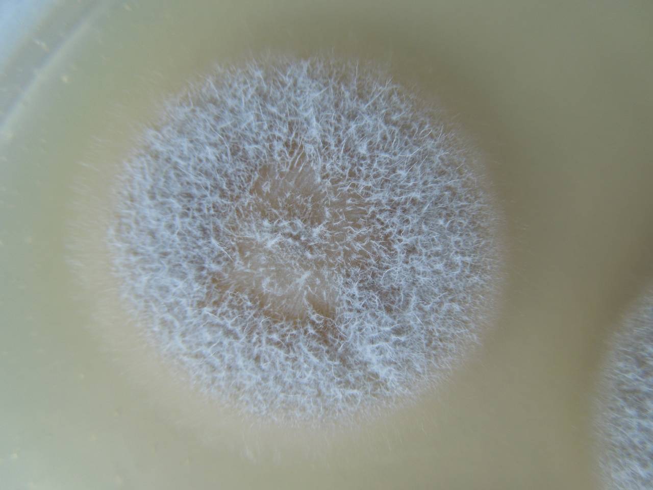 MSU_FS-02671 01, Район Кон Плонг (Kon Plông district), Kon Tum province (Vietnam)