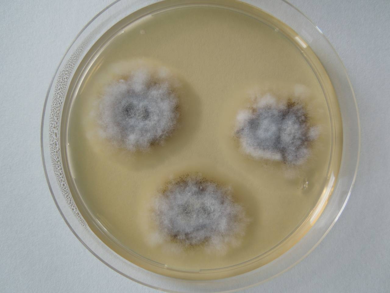 MSU_FS-02673 01, Район Кон Плонг (Kon Plông district), Kon Tum province (Vietnam)