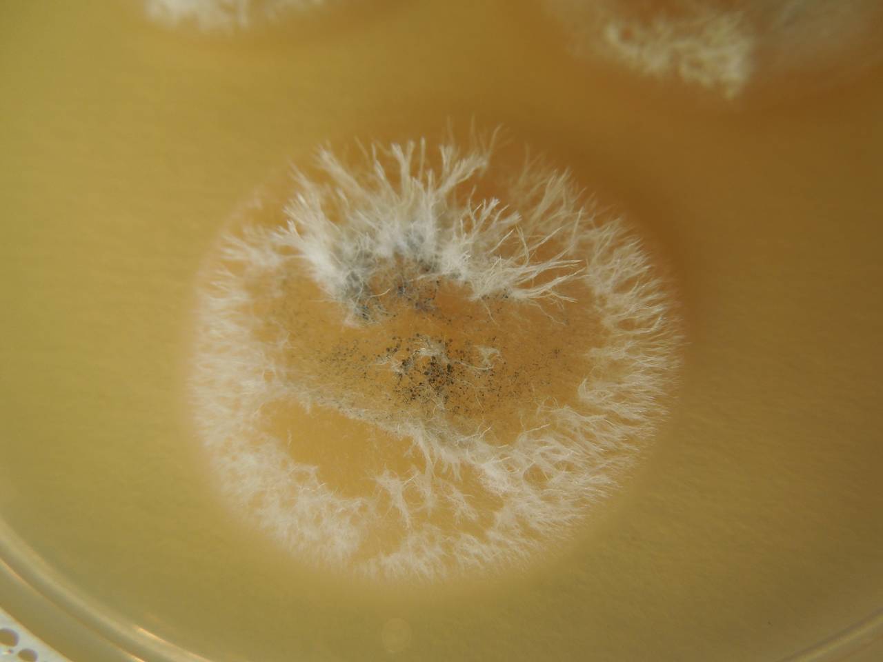 MSU_FS-02675 01, Район Кон Плонг (Kon Plông district), Kon Tum province (Vietnam)