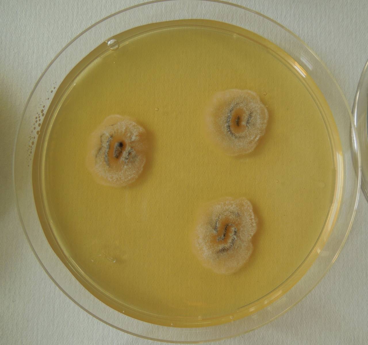 MSU_FS-02676 01, Район Кон Плонг (Kon Plông district), Kon Tum province (Vietnam)