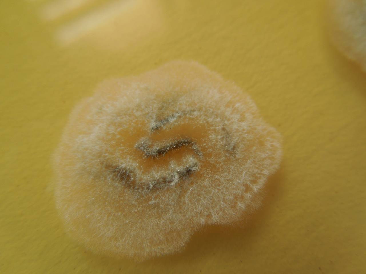 MSU_FS-02676 01, Район Кон Плонг (Kon Plông district), Kon Tum province (Vietnam)