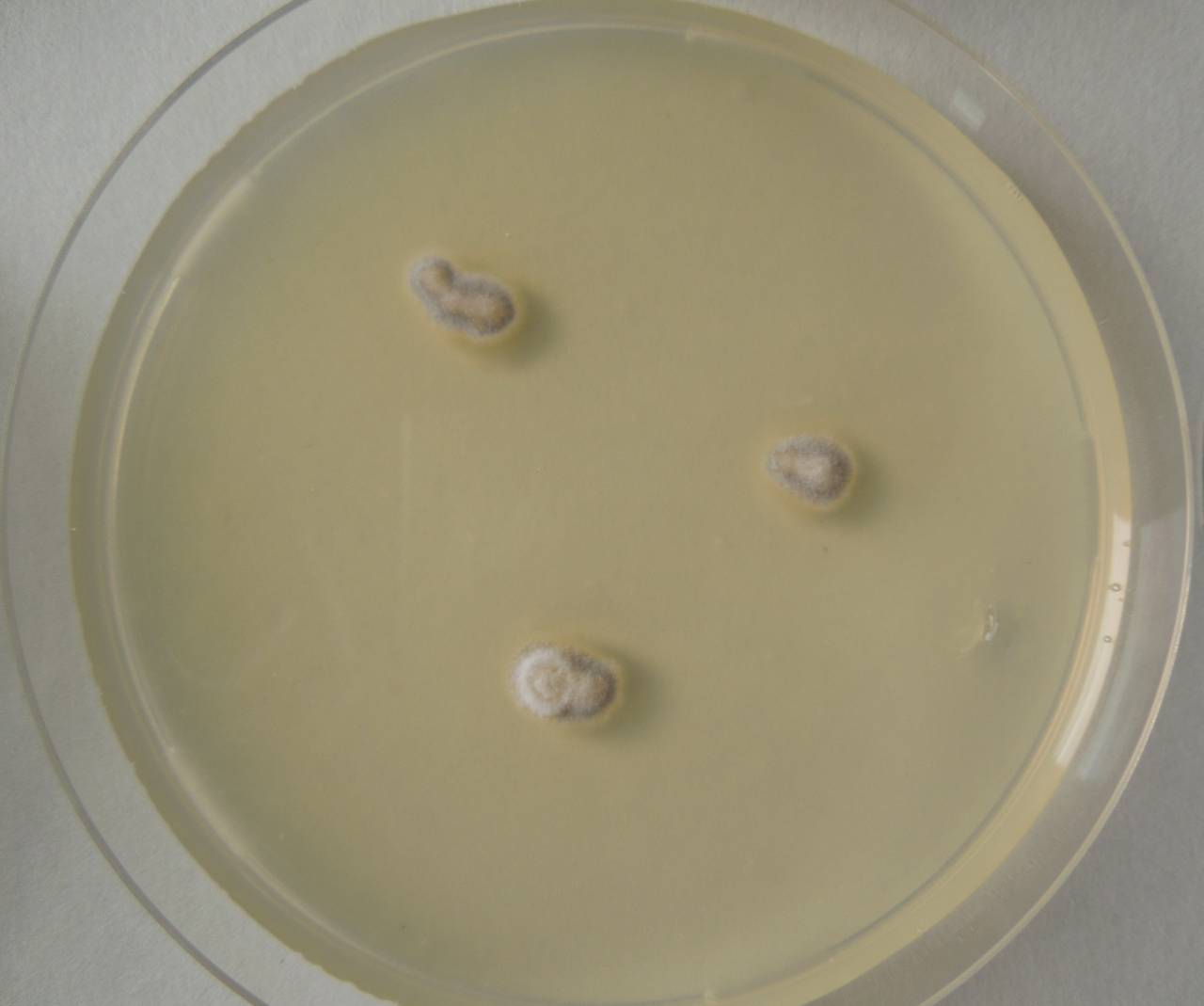 MSU_FS-02677 01, Район Кон Плонг (Kon Plông district), Kon Tum province (Vietnam)