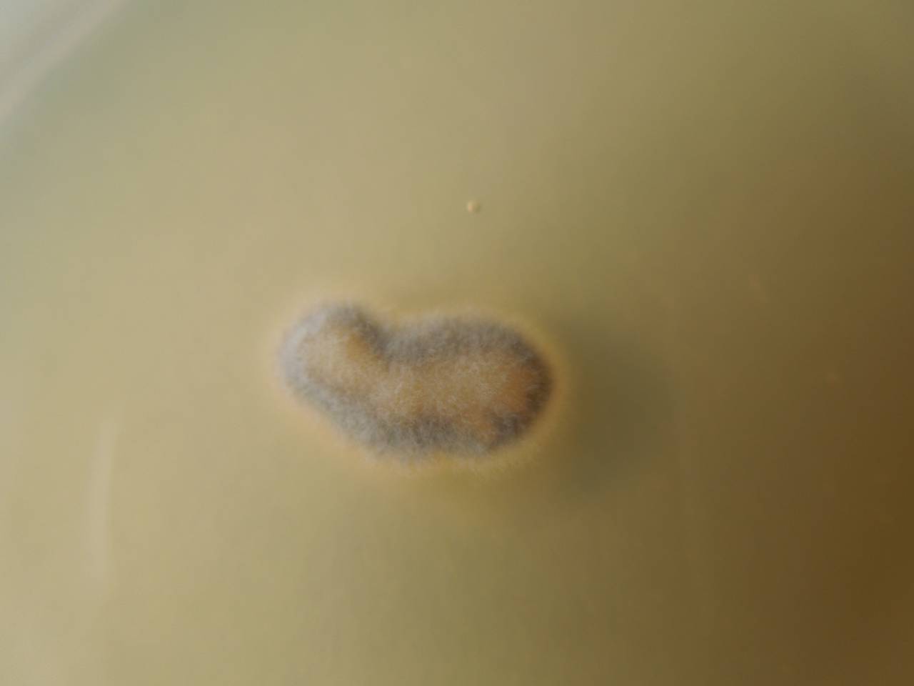 MSU_FS-02677 01, Район Кон Плонг (Kon Plông district), Kon Tum province (Vietnam)