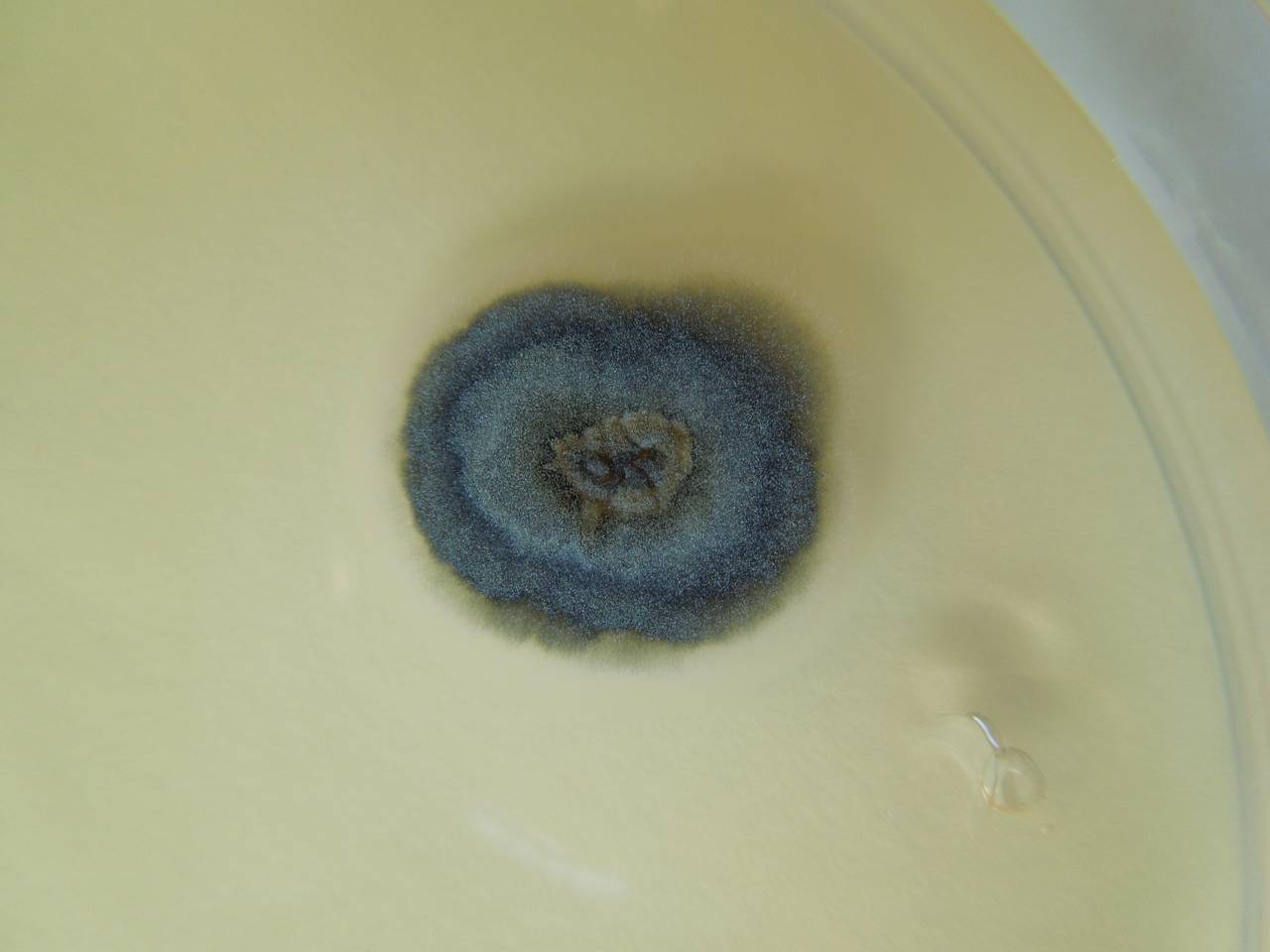 MSU_FS-02684 01, Район Ша Тай (Sa Thầy district), Kon Tum province (Vietnam)