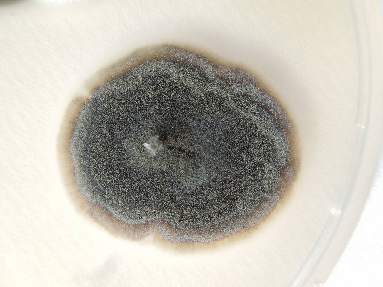 MSU_FS-02684 01, Район Ша Тай (Sa Thầy district), Kon Tum province (Vietnam)