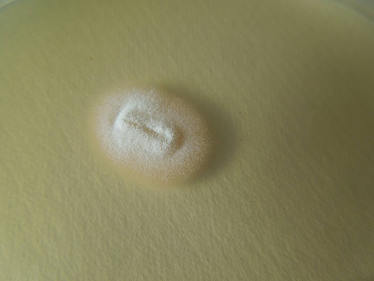 MSU_FS-02688 01, Район Кон Плонг (Kon Plông district), Kon Tum province (Vietnam)