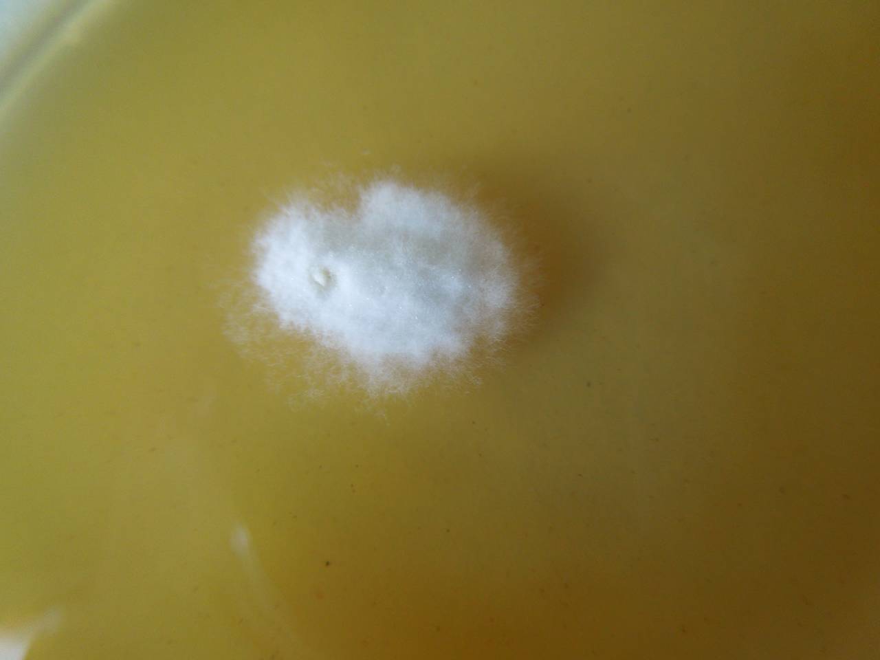 MSU_FS-02693, Район Ша Тай (Sa Thầy district), Kon Tum province (Vietnam)