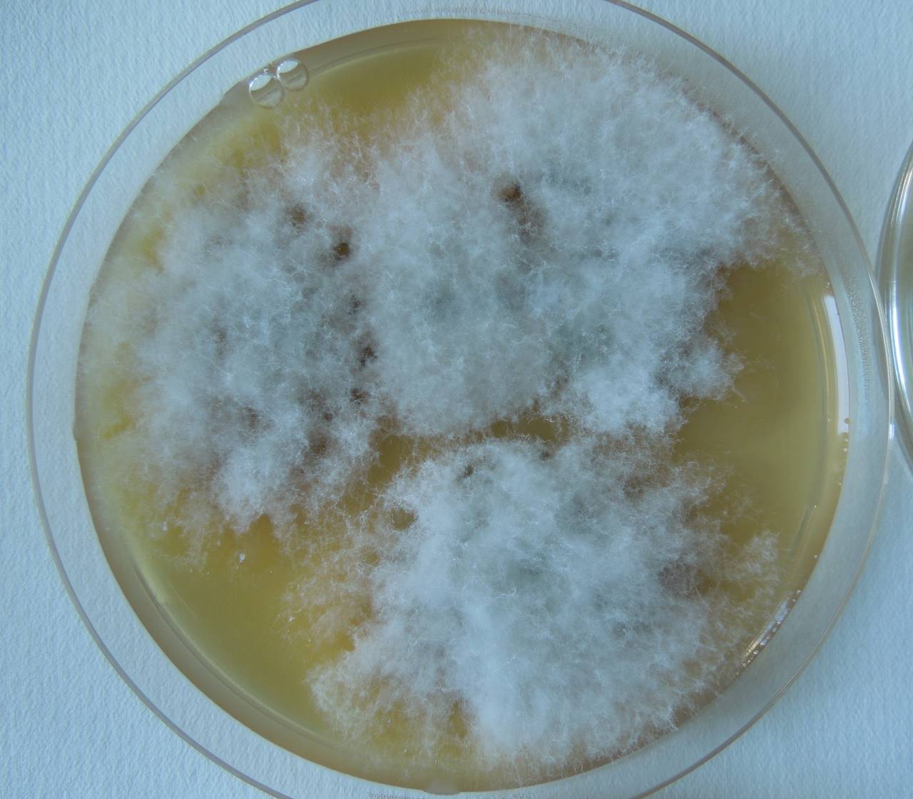 MSU_FS-02707 01, Район Кон Плонг (Kon Plông district), Kon Tum province (Vietnam)