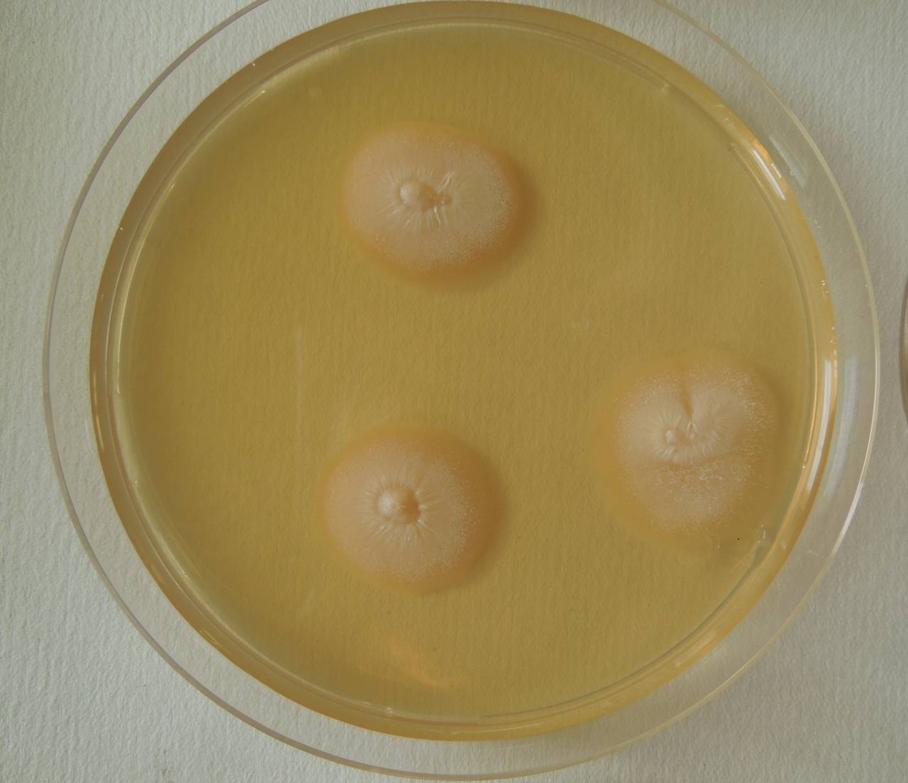 MSU_FS-02713 01, Район Ша Тай (Sa Thầy district), Kon Tum province (Vietnam)