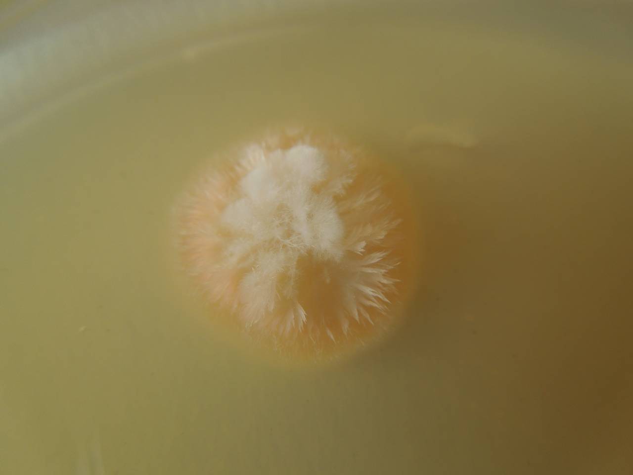 MSU_FS-02713 01, Район Ша Тай (Sa Thầy district), Kon Tum province (Vietnam)