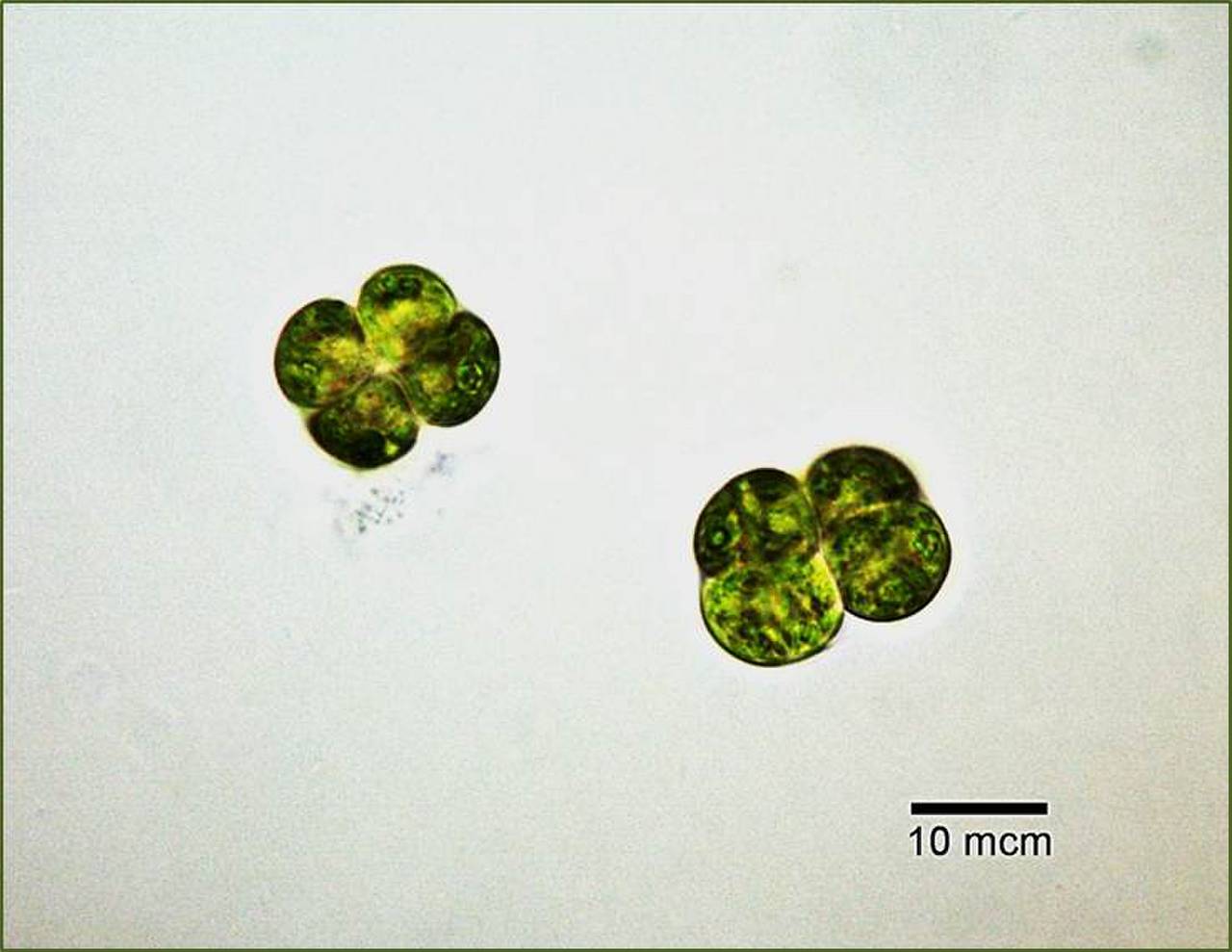 Chlorosarcinopsis dissiciata ACKU ред.1, (Ukraine)