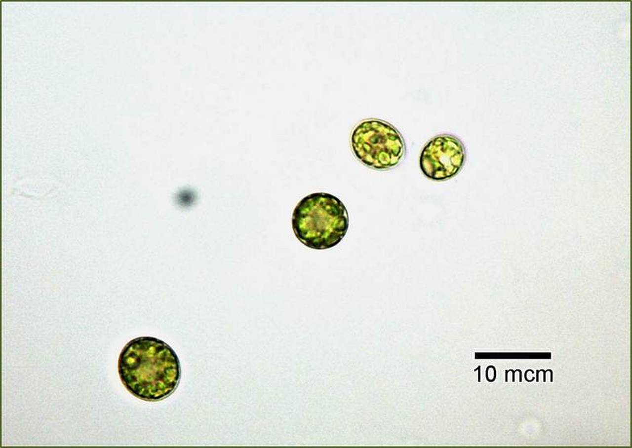 Chlamydomomnas debaryana ACKUред.2, Черкасская обл., Каневский р-н, с. Пекари (Ukraine)