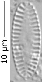 Бесшовная створка, о. Шемья (Shemya), Alaska (United States)