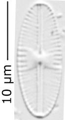 Бесшовная створка, о. Шемья (Shemya), Alaska (United States)