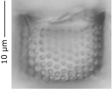 Внешний вид створки, о. Шемья (Shemya), Alaska (United States)