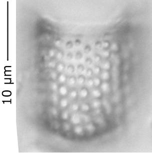 Aul.canad265-270_1, о. Шемья (Shemya), Alaska (United States)