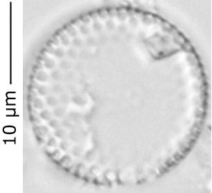 Aul.canad265-270_1, о. Шемья (Shemya), Alaska (United States)